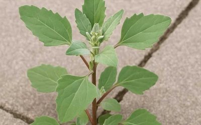 Stop pulling this up—it’s not a weed. Here’s why
