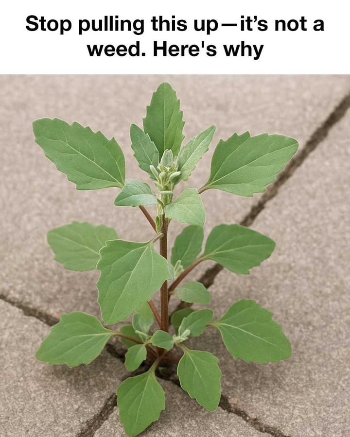 Stop pulling this up—it’s not a weed. Here’s why