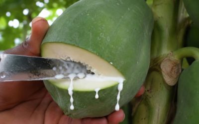 Apple, Mango and Cucumber Smoothie: A Refreshing Drink for Healthy Weight Management